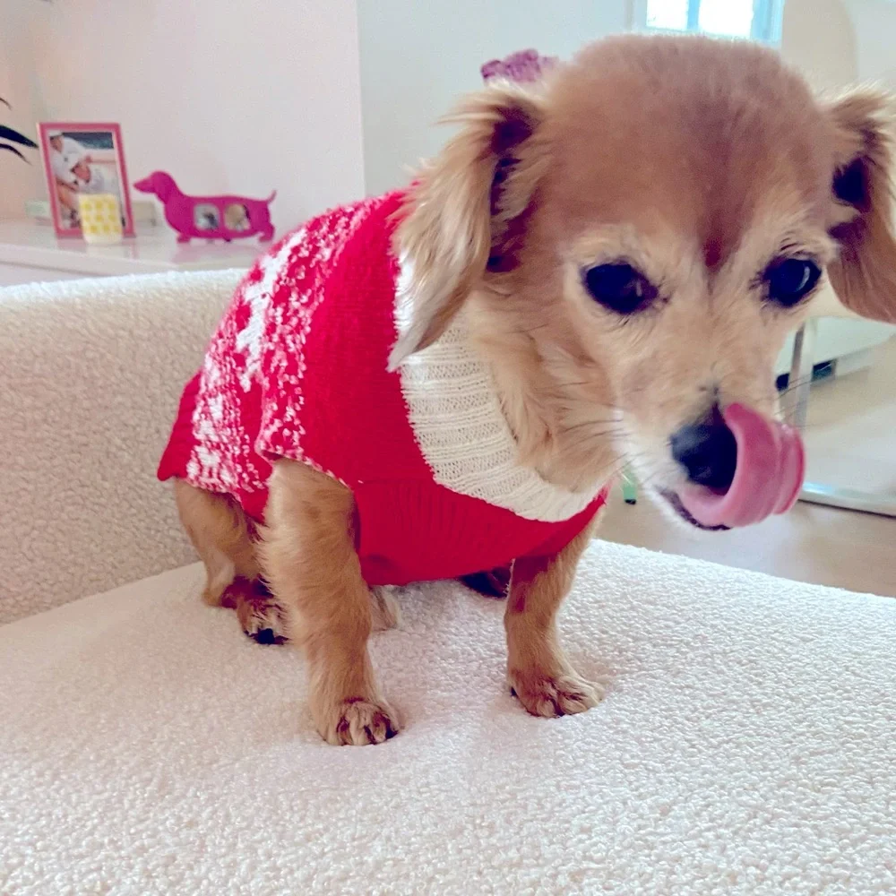 Small dog sweater🐕🐕